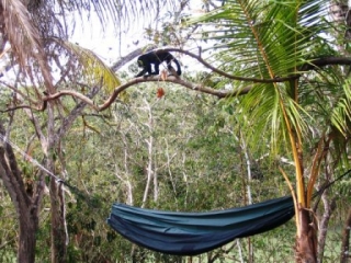 Monkeys in the jungle